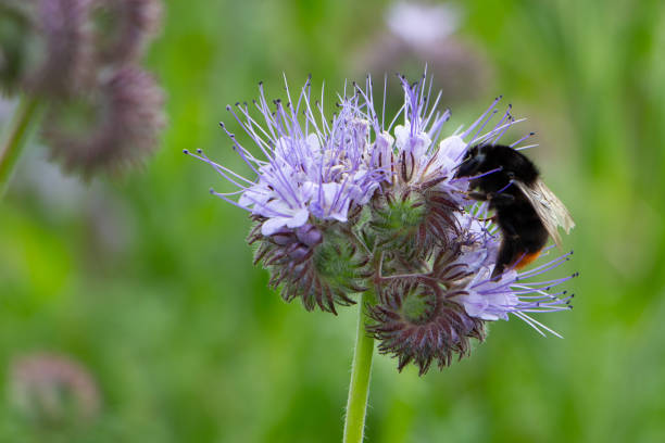 primo piano di calabrone su fiore viola di phacelia - biodynamic foto e immagini stock