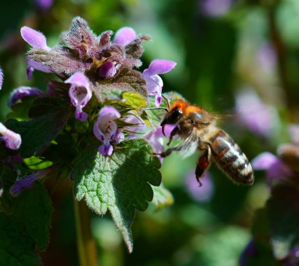istock A bee collects nectar from wildflowers. 1284272075