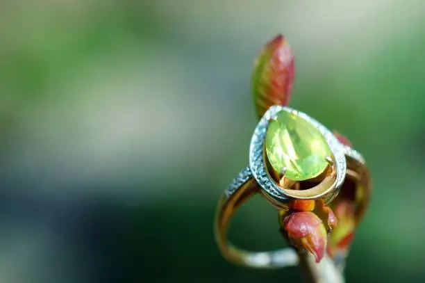 Chrysolite ring in the forest on a colored background.
