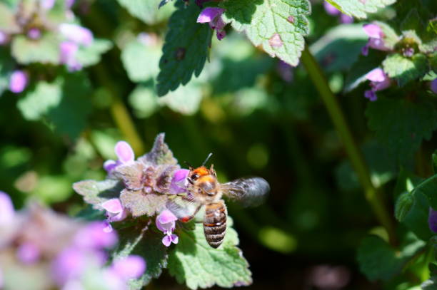 istock A bee collects nectar from wildflowers. 1284272154