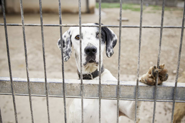 istock Abandoned dog and caged 1284273486