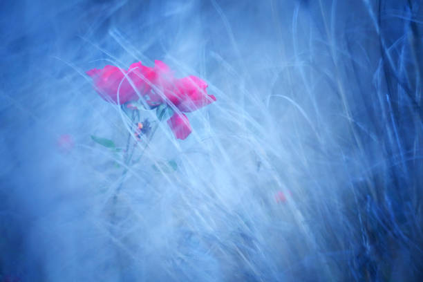 istock rose flowers in nature. Costa Brava. Spain 1284273545
