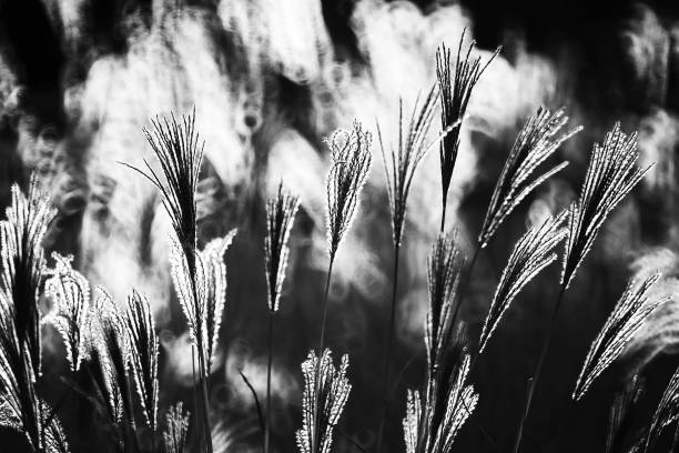 istock Reed, gras-like plants of Costa Brava. Girona 1284273568
