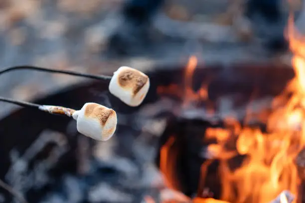 Marshmallows on a stick being roasted over a campfire outside. in Kingston, ON, Canada