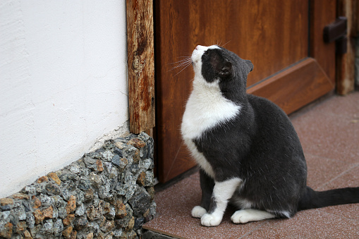 The cat is waiting for its owner to open the door to the house