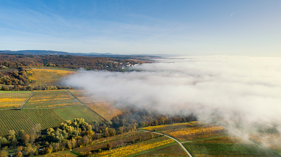 Vineyards and fog in the morning - Rheingau area, Germany