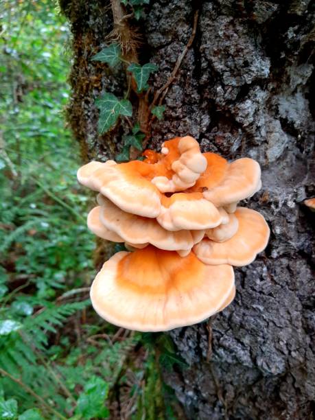 istock Mushroom in autumn 1284275010