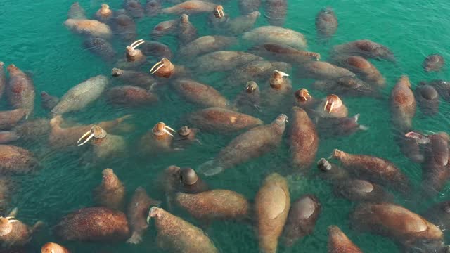 Marine animals walruses swim on a water surface.