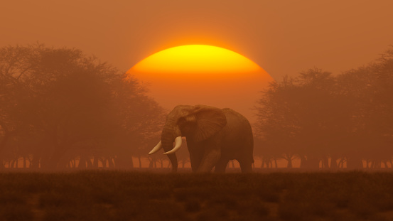 An elephant quenches it's thirst as the sun falls aways for the day