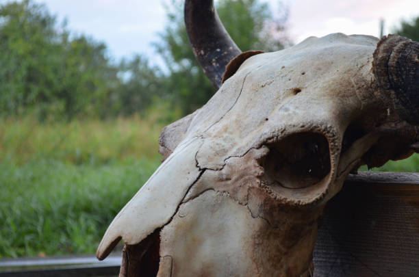 istock Old bison skull with horn on the nature background. Design concept. Space for text. 1284275356