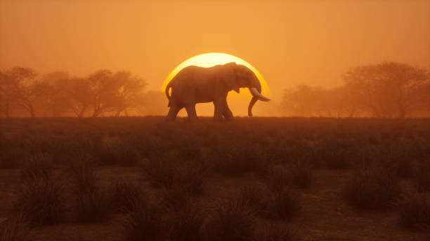 einsamer elefant bei sonnenuntergang - artenschutz stock-fotos und bilder