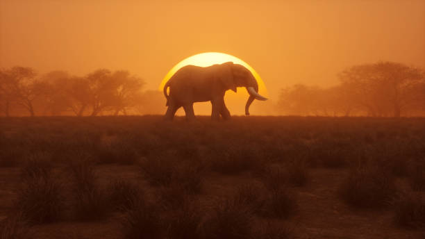 Lonely elephant walking at sunset Lonely elephant walking at sunset. 3D generated image. african elephant stock pictures, royalty-free photos & images