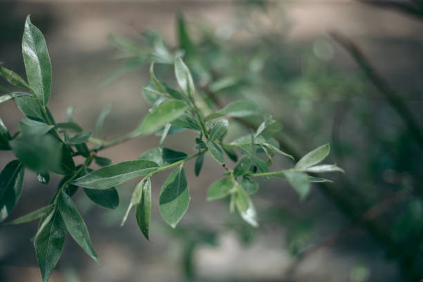 istock Green leaves of a tree in daylight in spring 1284276024