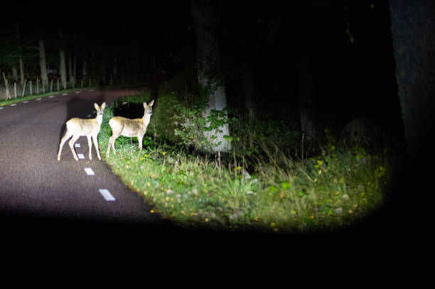 ciervos cruzan la carretera mirando hacia el coche - nocturnal animal fotografías e imágenes de stock