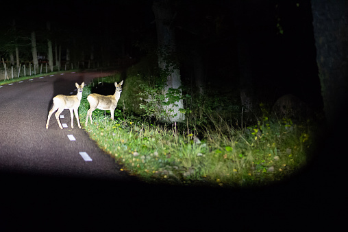 Deer cross the road in the country in the deepest forest in Småland, Sweden