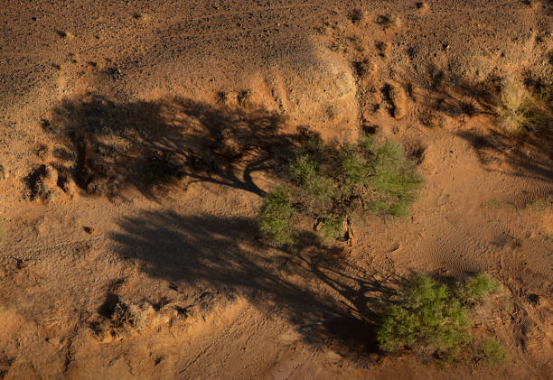 istock Trees and Shadows in the Namib Desert 1284276445