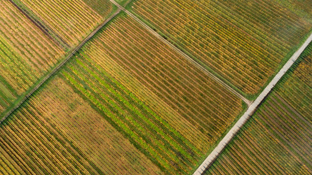 istock Autumnal vineyard, aerial view 1284277367