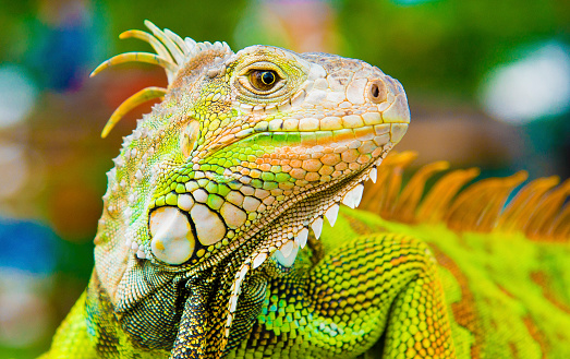 Portrait of green Asian waterdragon (Physignathus cocincinus) like iguana reptile looking at camera on nature background