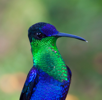 Violet-crowned Woodnymph, Thalurania colombica, in Colombia