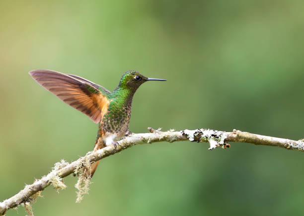 istock Buff-tailed Coronet, Boissonneaua flavescensa 1284279438