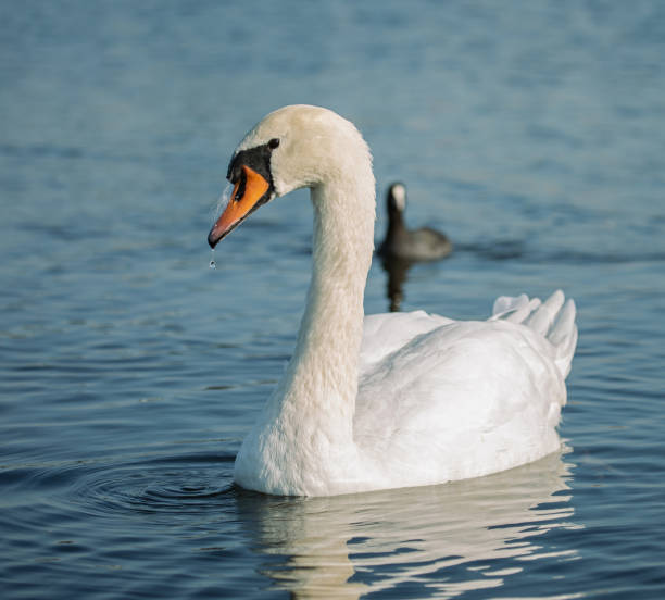 istock Mute swan (Cygnus olor) in the lake 1284279755