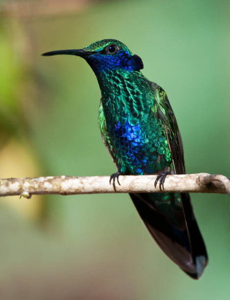 istock Sparkling Violetear, Colibri coruscans 1284280563