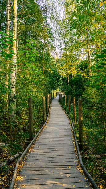 istock hiking path in forest. Nature landscape. 1284280624