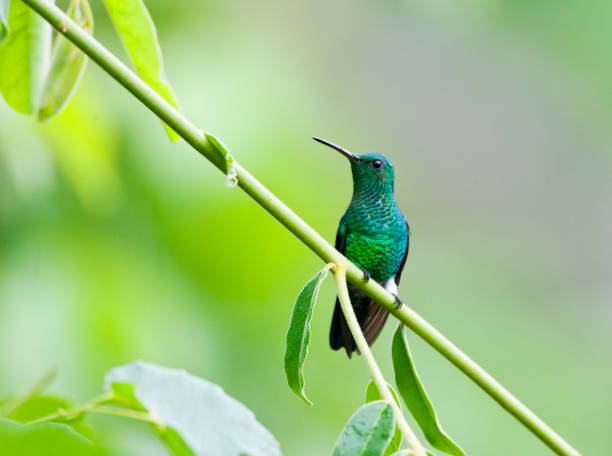 istock White-vented Plumeleteer, Chalybura buffonii 1284280637