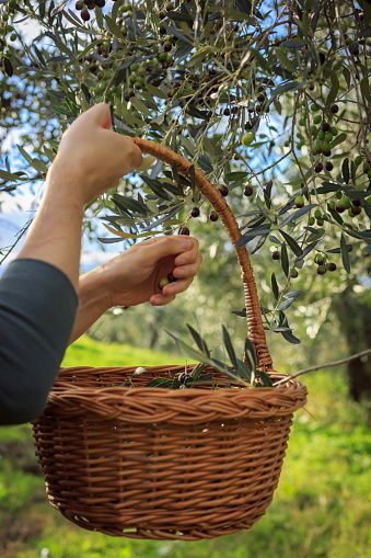 Olives harvest day, Farmer harvesting olives from olive tree in a basket, tuscany Italy