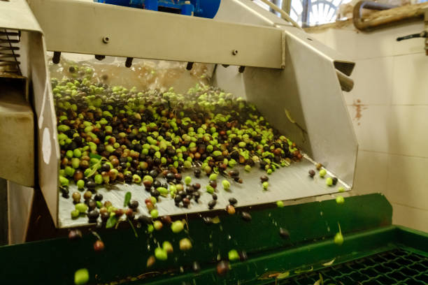 istock making Olive oil crushing mill machinery 1284281790
