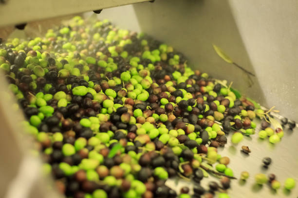 istock making Olive oil crushing mill machinery 1284281839