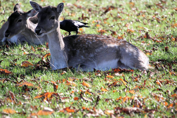 istock A view of a Fallow Deer in the wild 1284281950