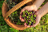 Farmer Holding olives fruits in hand after harvesting