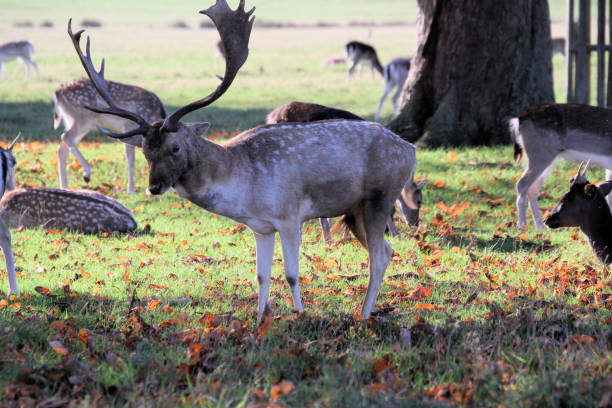 istock A view of a Fallow Deer in the wild 1284282029