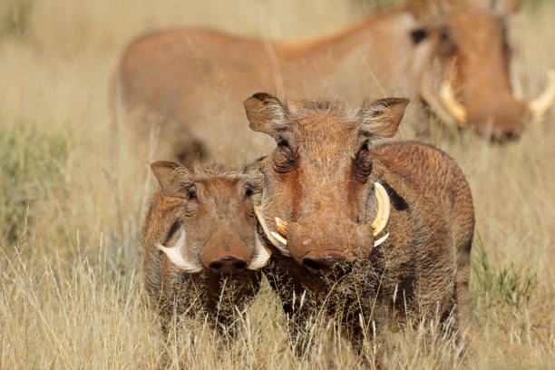남아프리카 자연 서식지의 워트호그(파코초에르루스 아프리카누스) - 사마귀멧돼지 뉴스 사진 이미지