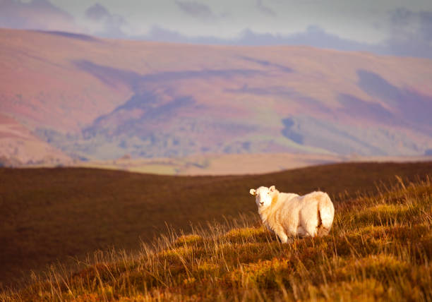 istock Mountain and sheep in Wales 1284284046