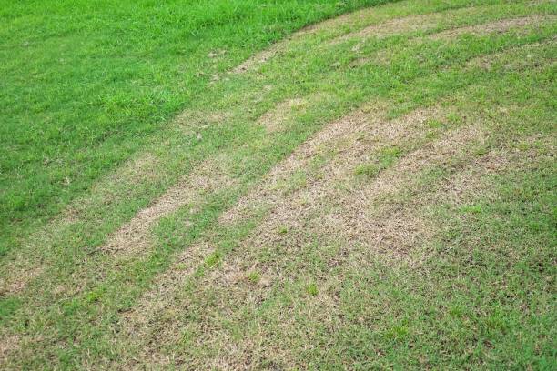 istock In selective focus lawn mowing lines on grassland with ground floor background and meadow field 1284284199