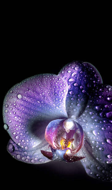 istock Orchid flowers with drops close-up on a black background 1284284345