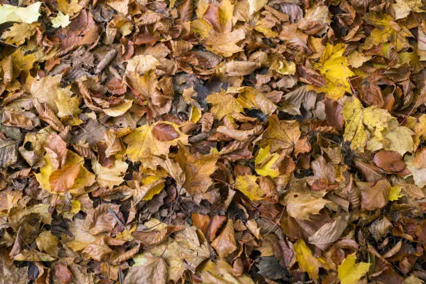 Closeup of leaves on the floor texture in the autumnal forest