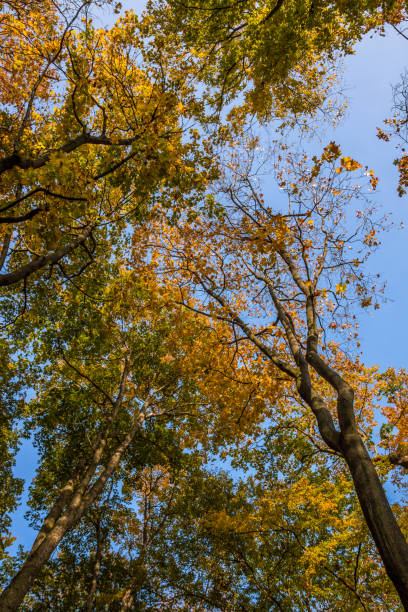 istock Autumn colors in the park 1284286578