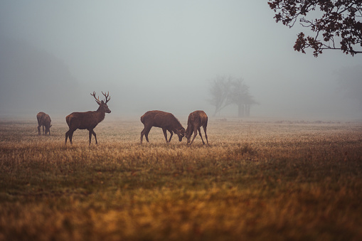 Deers in the morning time with fog