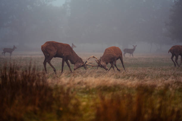 Wild Deers deers in the morning time richmond park stock pictures, royalty-free photos & images