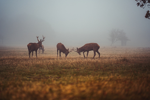 A swamp deer feeding at a waterbody in Kanha National Park during a misty winter morning