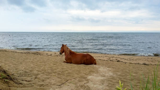 garanhão de cavalo marrom égua selvagem deitado no lago baikal costa praia de areia - sandy brown bay beach sand - fotografias e filmes do acervo