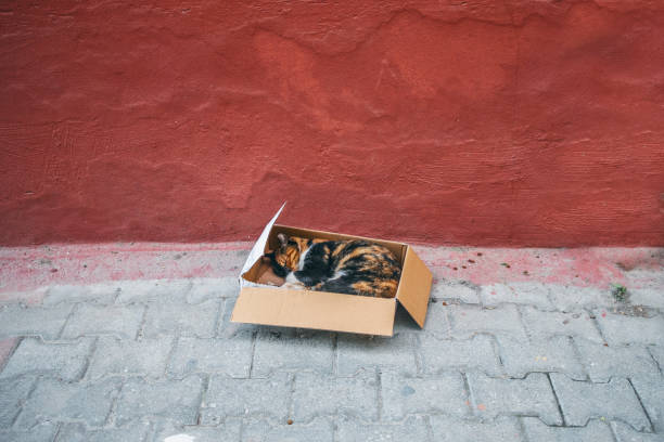 Stray cat sleeping in a box in the street