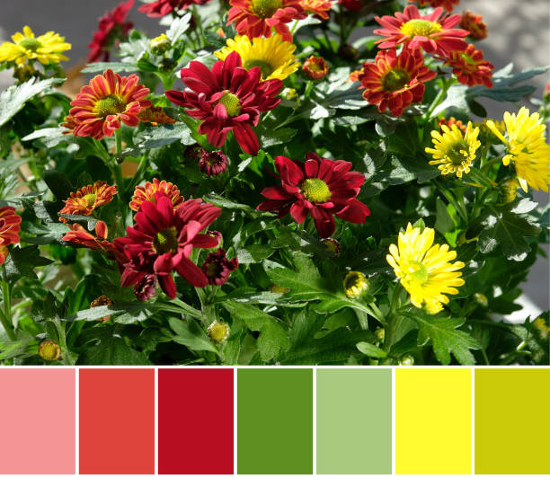istock Color matching palette from bush covered with dark red chrysantemum flowers 1284287677