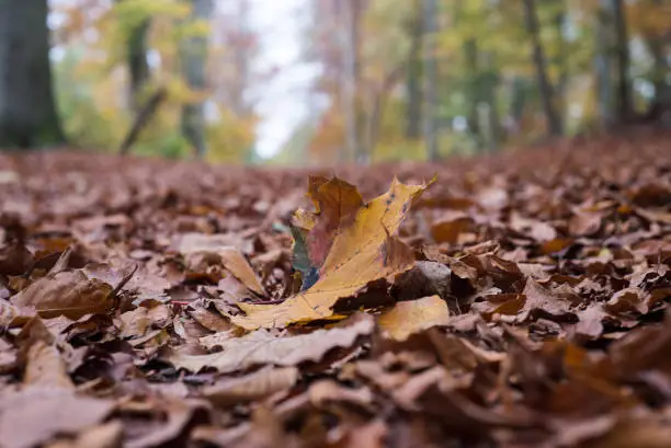 Closeup of leaves fallen on the floor in the autumnal forest