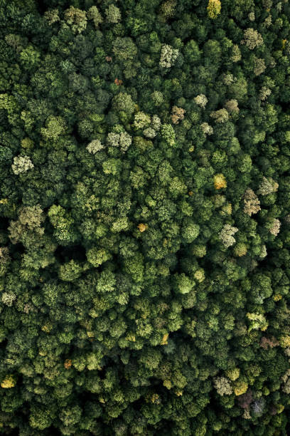 istock Forest with a bird's eye view. shooting from drone 1284288139