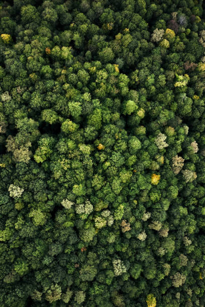 istock Forest with a bird's eye view. shooting from drone 1284288144