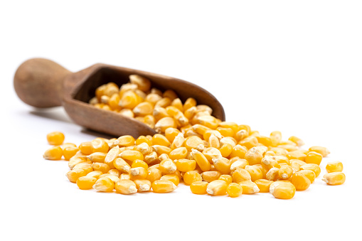 Corn seeds for popcorn isolated on white background. Copy space